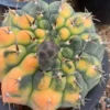 Succulent Plant Gymnocalycium quehlianum variegated seedgrowth WYSIWYG#1
