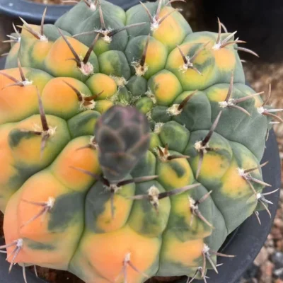 Succulent Plant Gymnocalycium quehlianum variegated seedgrowth WYSIWYG#1