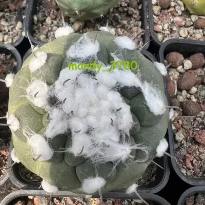 Turbinicarpus jauernigii RareSucculent Plant seedgrowth 5.5-6CM