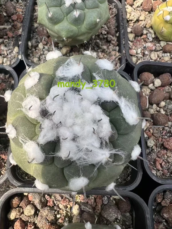 Turbinicarpus jauernigii RareSucculent Plant seedgrowth 5.5-6CM