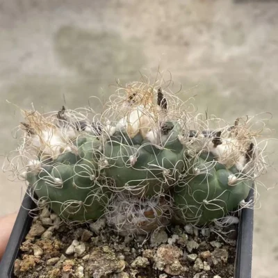Multi Heads Turbinicarpus pseudomacrochele Succulent Plant seedgrowth WYSIWYG
