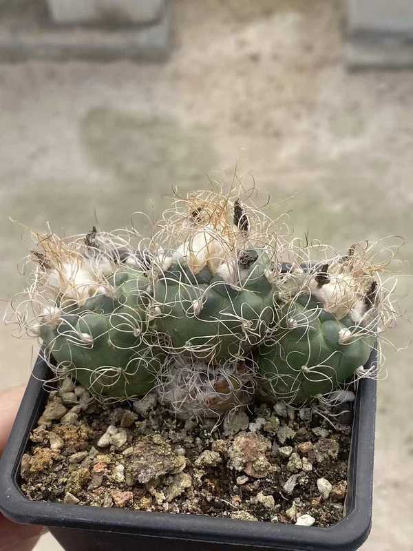 Multi Heads Turbinicarpus pseudomacrochele Succulent Plant seedgrowth WYSIWYG