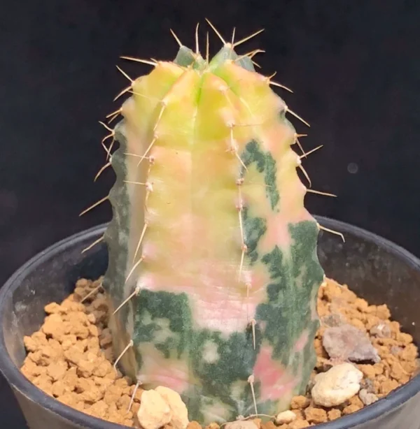 RareSucculent Plant Echinocereus knippelianus Variegated high 5-8CM