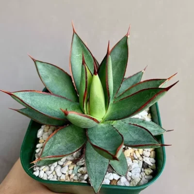 Succulents AgavePlant Burnt Burgundy Agavaceae Home Garden 10-12CM