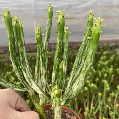 Succulent Plant Euphorbia alluaudii subsp. oncoclada Variegated