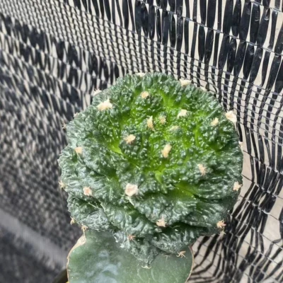Ariocarpus 'Godzilla' Raresuculents Garden Décor Boutique WYSIWYG9