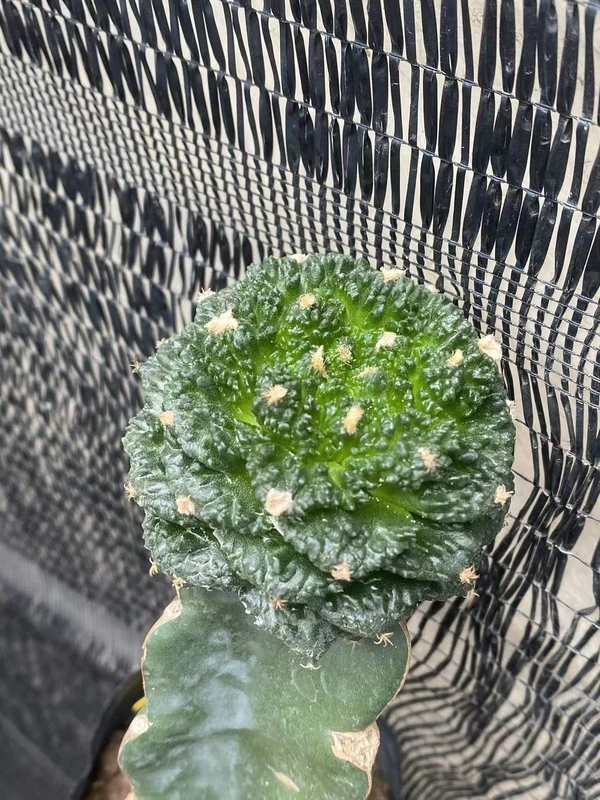 Ariocarpus 'Godzilla' Raresuculents Garden Décor Boutique WYSIWYG9