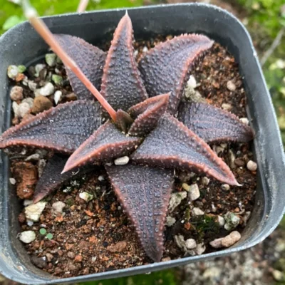 2PCS Succulent plants Haworthia Haworthiopsiskoelmaniorum potted Garden Plants