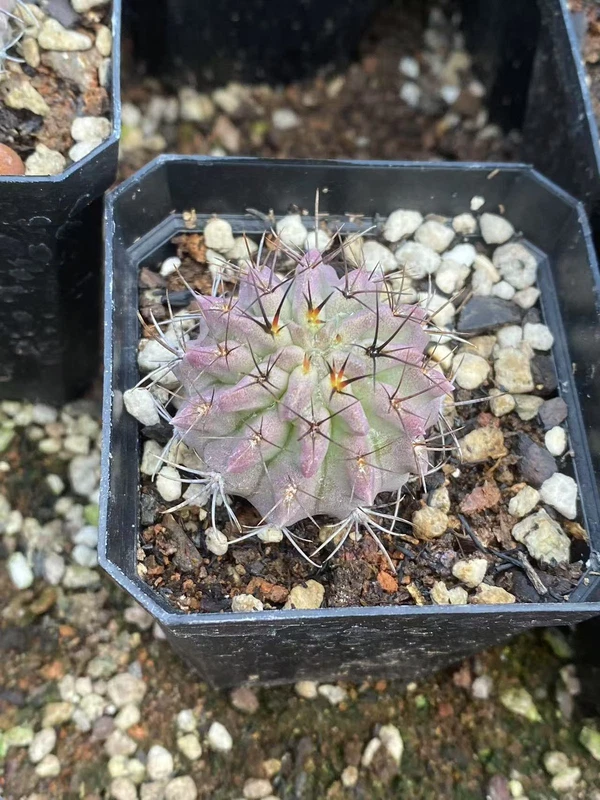 RareSucculent Neochilenia jussieui cactus Cacti Succulent Garden Décor Boutique