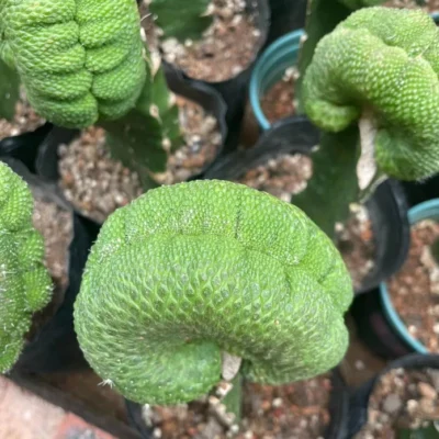 Succulent Plant Coryphantha compacta subsp. palmeri Cristata