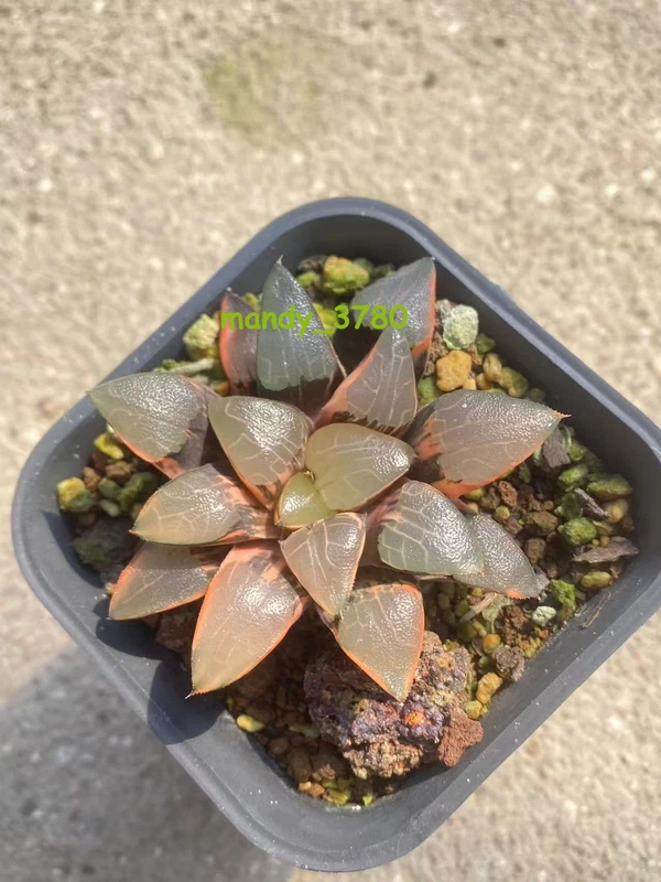 Haworthia hybrid variegated RareSucculent Plant Garden Décor Boutique 5-7CM