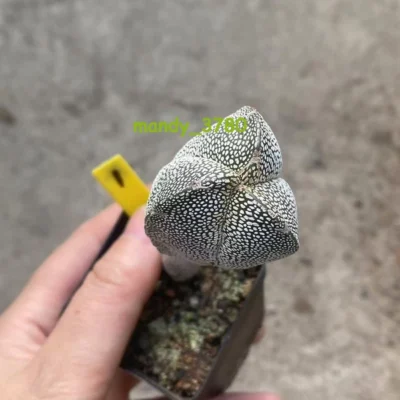 EXTRA high Astrophytum myriostigma cv. Onzuka columnare Cactus seedgrown WYSIWYG
