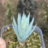 RareSucculent Plant Blue skin Haworthia glauca f.jonesiae Garden Décor Boutique