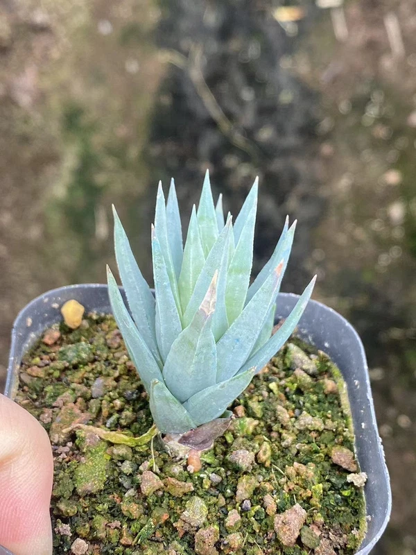 RareSucculent Plant Blue skin Haworthia glauca f.jonesiae Garden Décor Boutique