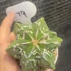Astrophytum myriostygma cv. Fukuryu OwnRoot Garden Décor Boutique WYSIWYG