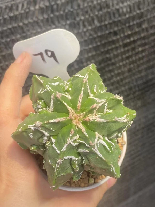 Astrophytum myriostygma cv. Fukuryu OwnRoot Garden Décor Boutique WYSIWYG