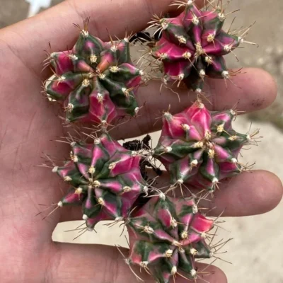 1PC Succulent Plant Pink Gymnocalycium mihanovichii Variegated SelfRooted
