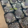 2PCS 3cm cactus Succulent Plants Neochileniapaucicostata seedgrowth