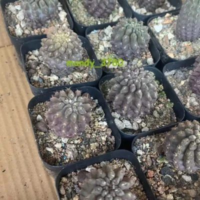 2PCS 3cm cactus Succulent Plants Neochileniapaucicostata seedgrowth