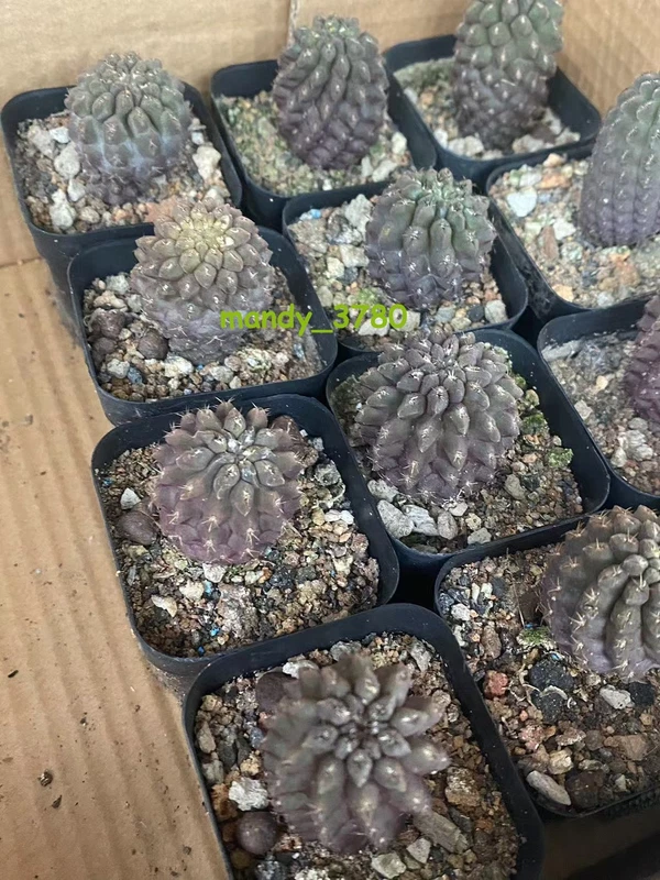 2PCS 3cm cactus Succulent Plants Neochileniapaucicostata seedgrowth
