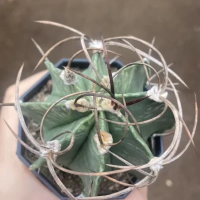 Astrophytum Capricorne Buffalo Suigyu variegated succulent seedgrowth WYSIWYG 9