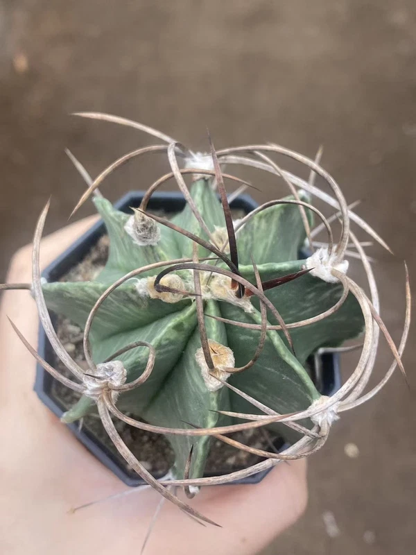 Astrophytum Capricorne Buffalo Suigyu variegated succulent seedgrowth WYSIWYG 9