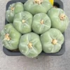 LF cactus Ariocarpus 'Godzilla' SeedGrown suculents cactus plant WYSIWYG