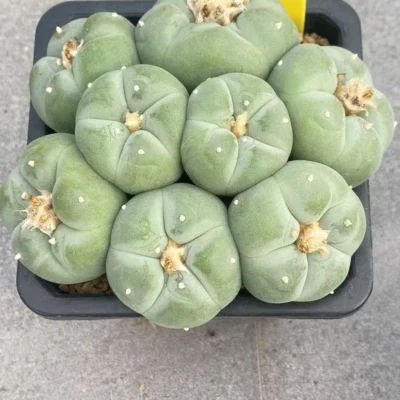 LF cactus Ariocarpus 'Godzilla' SeedGrown suculents cactus plant WYSIWYG