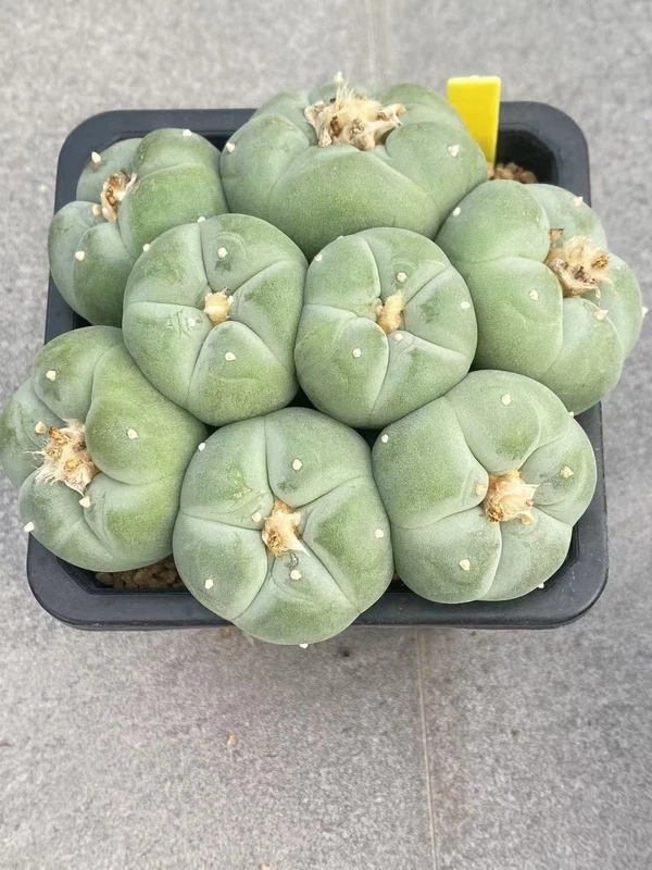 LF cactus Ariocarpus 'Godzilla' SeedGrown suculents cactus plant WYSIWYG