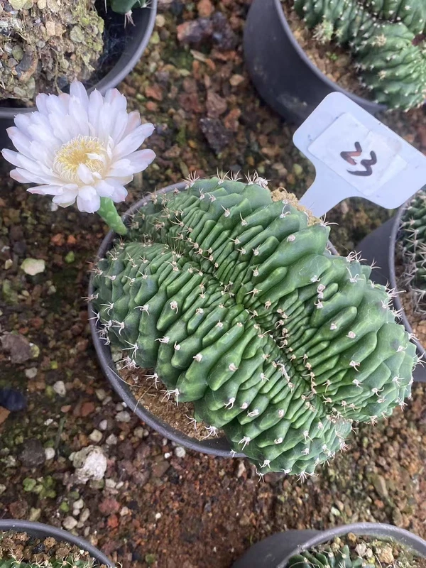 Gymnocalycium anisitsii Cristata cactus Succulent Home Bonsai WYSIWYG#23