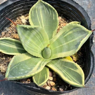 RareSucculent Plant Agave parryi var. truncata Variegated Boutique 6-9CM