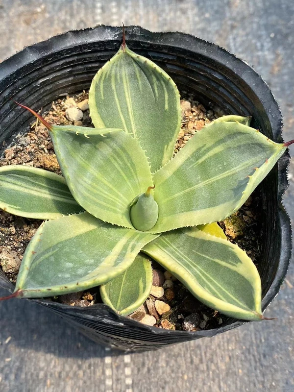 RareSucculent Plant Agave parryi var. truncata Variegated Boutique 6-9CM