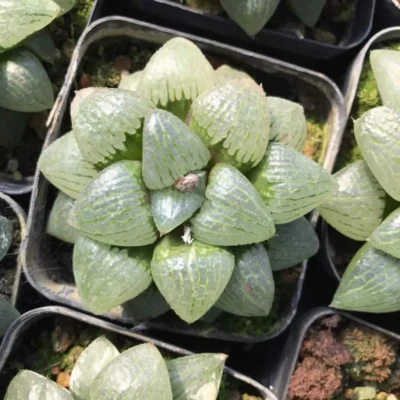 2PCS 6-8CM Bolus leaf Haworthia Sunlight Succulent plant Beautiful Plant