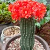 3PCS Raresucculent Matucana Madisoniorum seedgrowth Garden Décor Boutique
