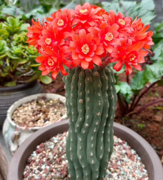 3PCS Raresucculent Matucana Madisoniorum seedgrowth Garden Décor Boutique