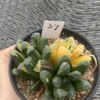 Succulent Haworthia truncata×Haworthia maughanii Hybridize Variegated WYSIWYG