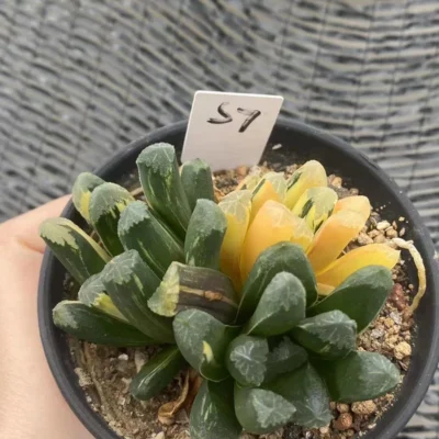 Succulent Haworthia truncata×Haworthia maughanii Hybridize Variegated WYSIWYG