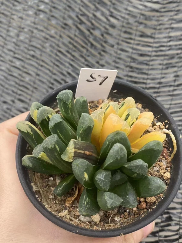 Succulent Haworthia truncata×Haworthia maughanii Hybridize Variegated WYSIWYG