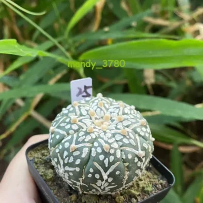 RareSucculent Plant“V"pattern Astrophytum asterias seedgrowth WYSIWYG 25#