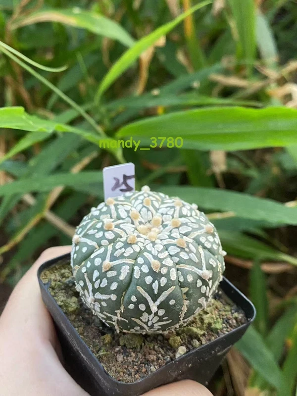 RareSucculent Plant“V"pattern Astrophytum asterias seedgrowth WYSIWYG 25#
