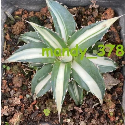 RareSucculent Plant Agave Horrida Variegate white 7-9CM random