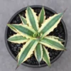 RareSucculent plant Agave xylonacantha variegated Boutique Garden Sale 14CM