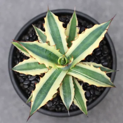 RareSucculent plant Agave xylonacantha variegated Boutique Garden Sale 14CM