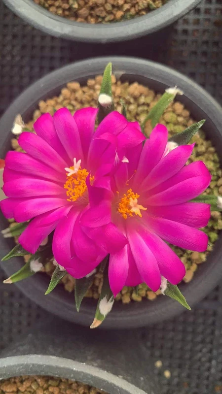 3PCS Ariocarpus agavoides RareCactus Succulent Plant seedgrowth Wholesale