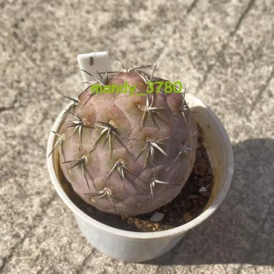 Tephrocactus geometricus RareSucculent Plant Garden Décor WYSIWYG