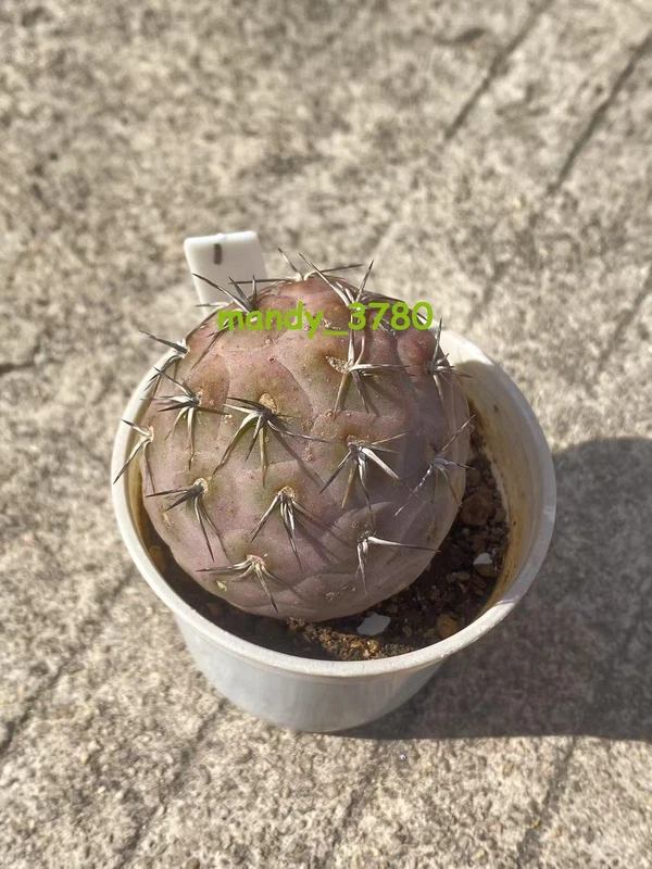 Tephrocactus geometricus RareSucculent Plant Garden Décor WYSIWYG