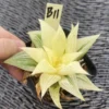 RareSucculent Plant Haworthia comptoniana Variegated WYSIWYG B11