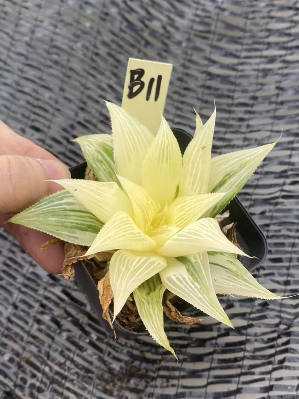 RareSucculent Plant Haworthia comptoniana Variegated WYSIWYG B11