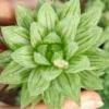 3PCS Variegata Obtusa Liliaceae Haworthia Succulent plant Beautiful Plants