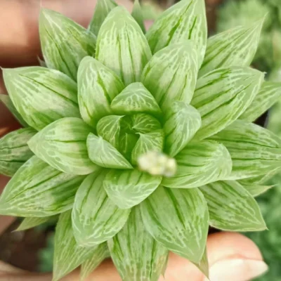 3PCS Variegata Obtusa Liliaceae Haworthia Succulent plant Beautiful Plants